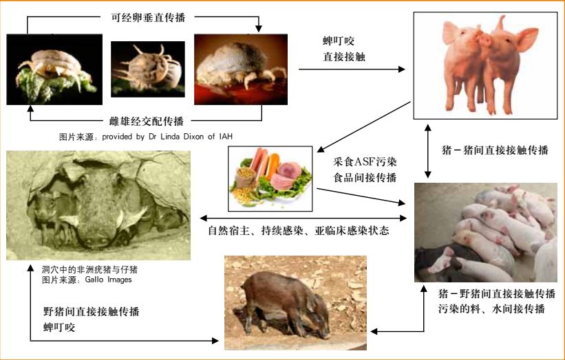 最新非洲猪瘟全面科普与应对要点指南