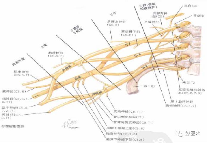臂丛神经最新治疗方法探索与神秘小巷的医学奥秘揭秘