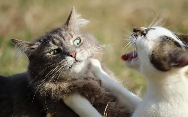 猫咪视频最新，观看指南全解析