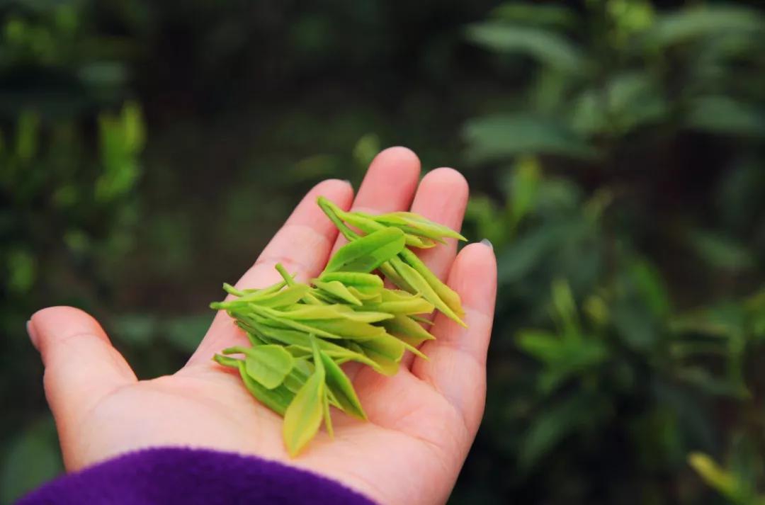 最新一芽一叶采茶机，革新与争议并存，引领茶叶采摘新时代